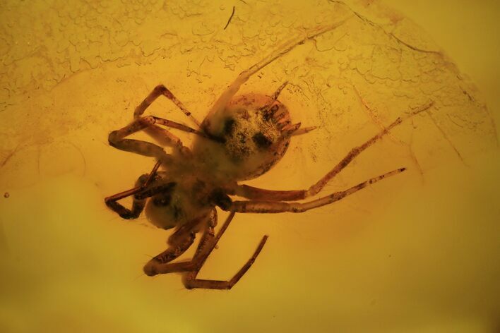 Fossil Spider (Aranea) In Baltic Amber #50645